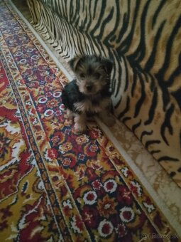 YorkshireTerrier - - 3