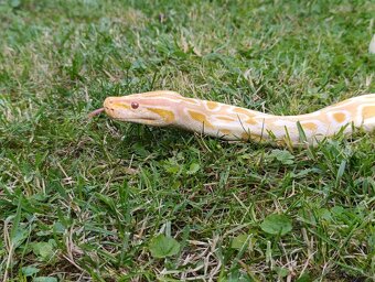 Pytón Tmavý / Python Bivittatus - 3