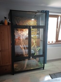 Leguán zelený - 3