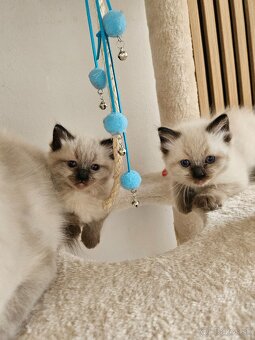 Ragdoll mačiatka - 3
