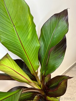 Ensete Ventricosum 'maurelii' - 3