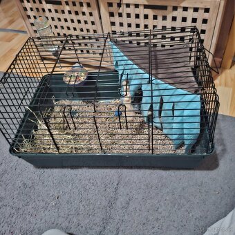 Predám zakrslého zajka – 3 mesiace (s klietkou a doplnkami) - 3