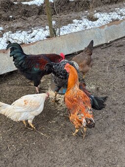 Predám mladých kohútov - 3