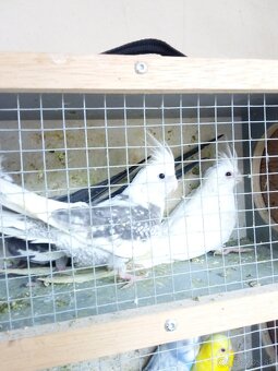 Mutačné Korely - 3