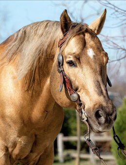 Pripúštanie American Quarter Horse (AQH) - 3
