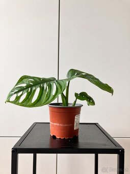 Monstera adansonii - 3