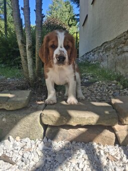 Šteniatko WELSH SPRINGER SPANIELA s PP - 3