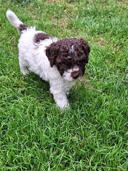 Lagotto romagnolo - psi - 3