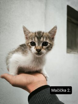 Darujeme mačiatka - 3
