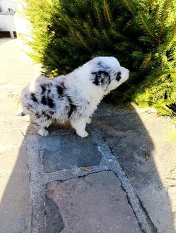 Border Kolia šteniatka - 3