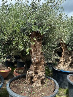 Predám Olivy Bonsai - 3