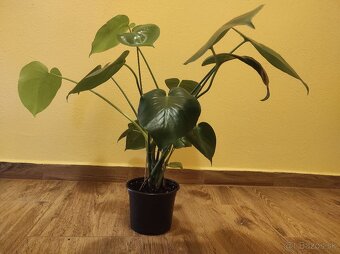 MONSTERA DELICIOSA - 3