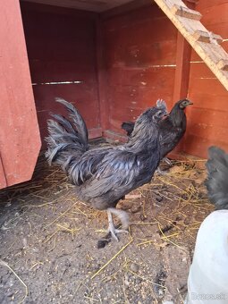 predám kohútov - 3