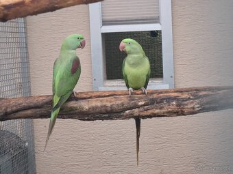 Alexander velký mutacia - 3