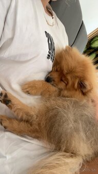Pomeranian na krytie - 3