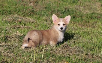 Welsh corgi pembroke sučka - 3