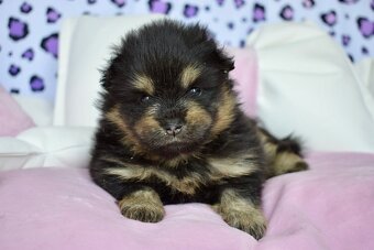 Pomeranian s PP steniatka - 3