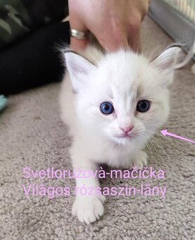 Ragdoll mačičky bez PP - 3