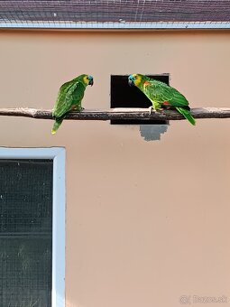 Amazonan modrocely na ručné dokrmenie - 3