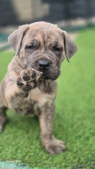 Cane Corso s PP - 3