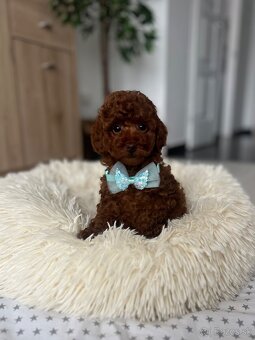 Toy uszkár , poodle , Pudel, pudlik - 3