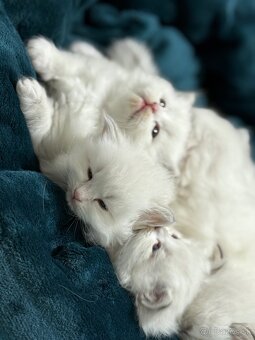 Sibírska mačka - Nevská maškaráda - 3