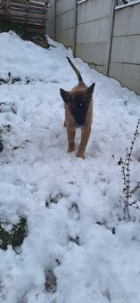 Belgický ovčiak - 3