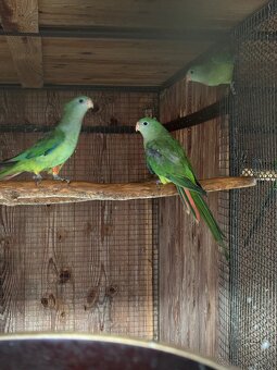 Papagáj nádherný (baraband) - 3