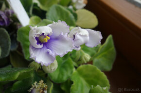 Saintpaulia - kvitnúce mladé fialky - 3