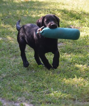 Labrador Retriever - 3