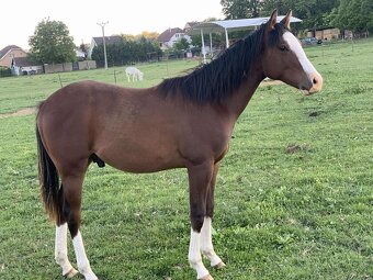 🌟🐴 Na predaj výnimočný QH žrebček - 3