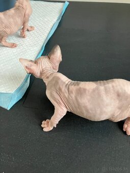 Don Sphynx - 3