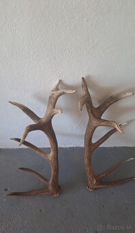 Zhody,trofeje,parožie - 3