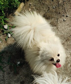 Pomeranian Extra Mini s PP - 3