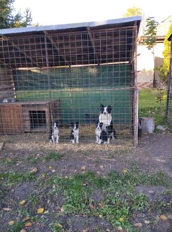 Šteňatá Karelsky Medvedí pes - 3