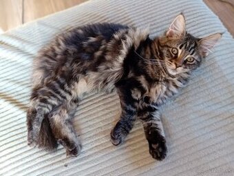 mainská mývalia - 3