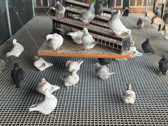 Holuby Texan , texany - 3