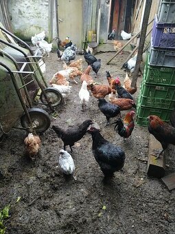 Ponúkam sliepky,mladky, kohúty, rôznych druhov - 3