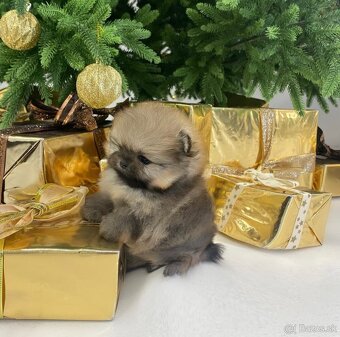 Pomeranian mini DeLuxe - 3