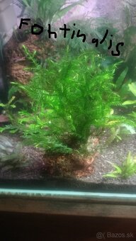Predávam machy a rastlinky do akvaria - 3