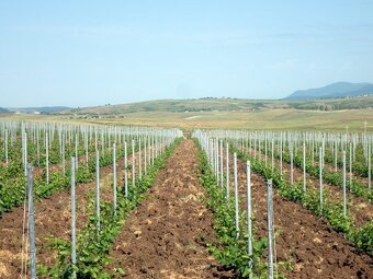 Čistenie pozemkov, Kosenie, Mulčovanie, Vinice na kľúč - 3
