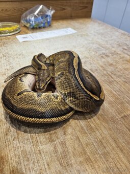 Python regius - 3