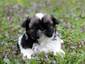 Shih-tzu, ši-tzu , shih tzu, ši-cu - štěňátka s PP FCI - 3