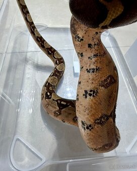 Velhad kralovsky / boa constrictor - 3