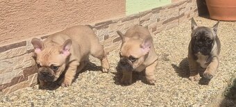 Francúzsky buldoček,buldog,bulldog - 3