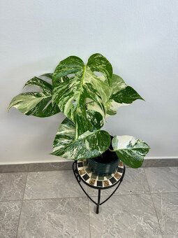 Monstera deliciosa albo variegata - 3