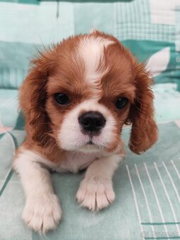Cavalier Cavalier king Charles spaniel - 3