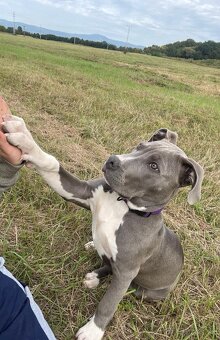 Americký Bully XL - 3