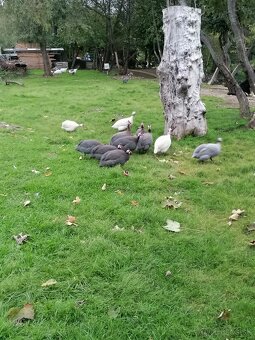 Perličky modré prilbaté - 3