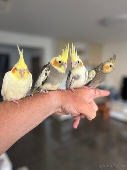 Korela ručne dokrm Maznačik - 3